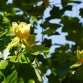 190524-PK-Tulpenboom in  bloei-_03_.jpeg